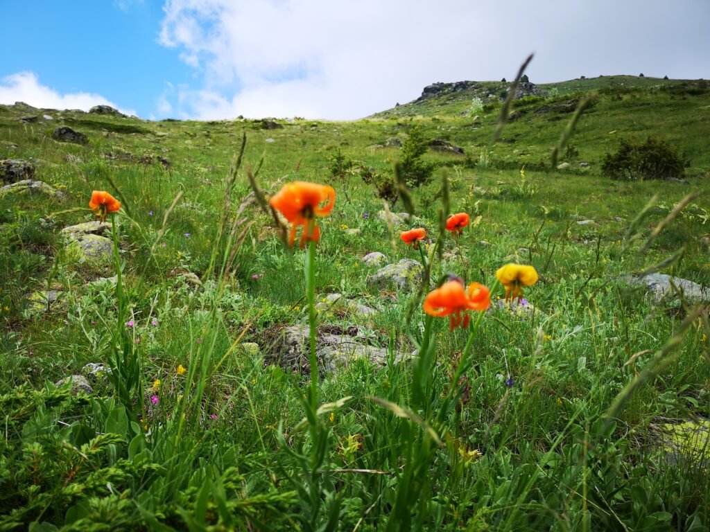 Field research in North Macedonia
Photo: Eко-svest