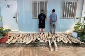 Ivory seized in Angola