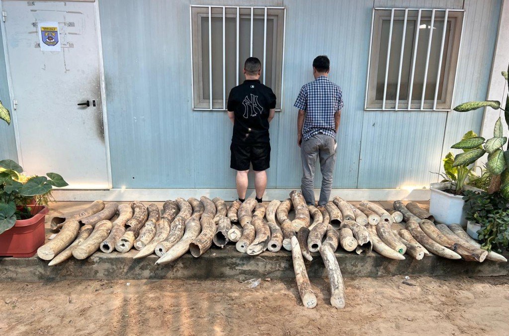 Ivory seized in Angola